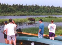 watching a moose